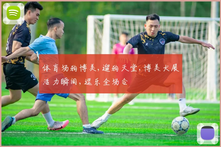 体育场狗博美,遛狗天堂,博美犬展活力瞬间,逗乐全场合